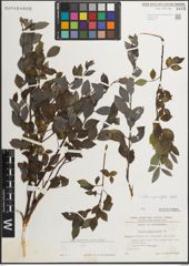 Foto von Salix myrsinifolia Salisb.